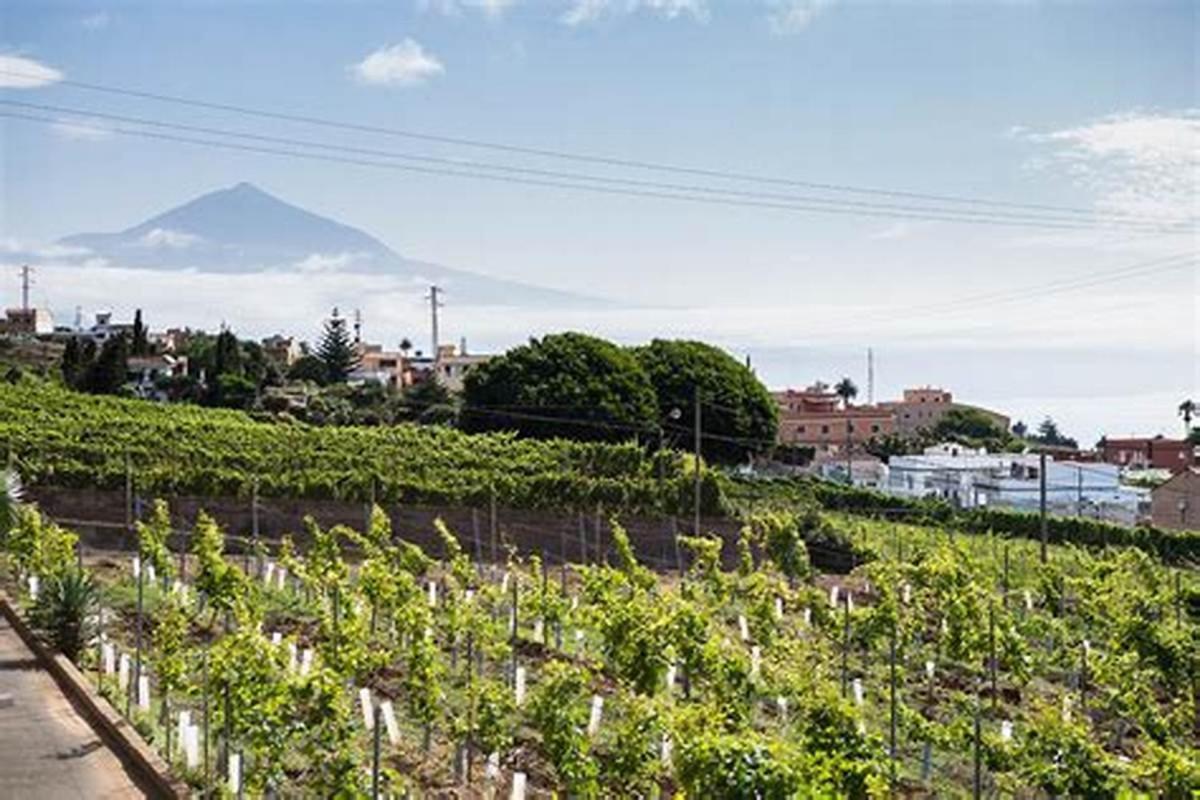 Finca Rural House Tenerife Relax And Enjoy Pension Santa Úrsula Buitenkant foto