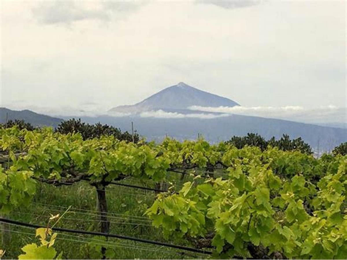 Finca Rural House Tenerife Relax And Enjoy Pension Santa Úrsula Buitenkant foto