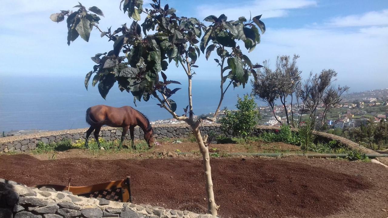 Finca Rural House Tenerife Relax And Enjoy Pension Santa Úrsula Buitenkant foto